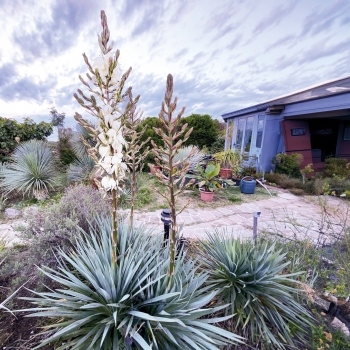 Yucca - filamentosa × rostrata - French Flag - yuccaam1